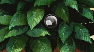 Ai Shimai: Futari no Kajitsu ep2