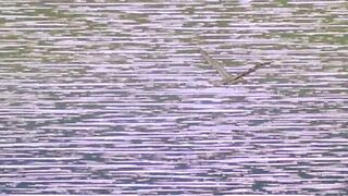 Golgo 13: The Professional part 1 ENG DUB