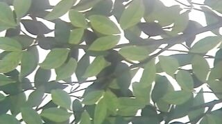 Mellow / Merou / 女郎(めろう)